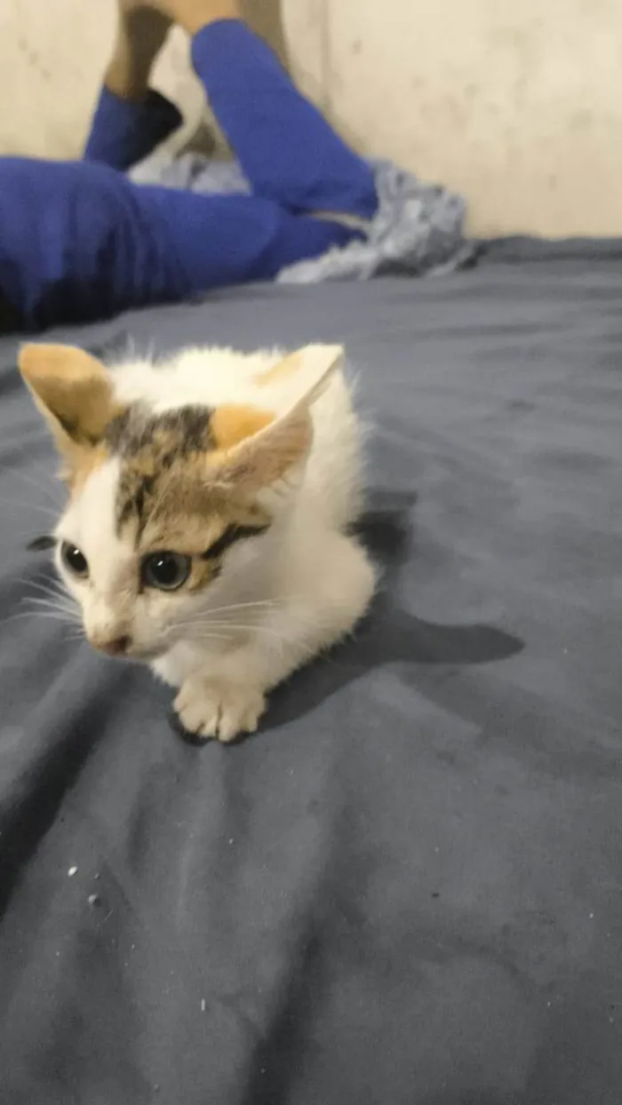 Gato ra a Siamês idade Abaixo de 2 meses nome Nebula 