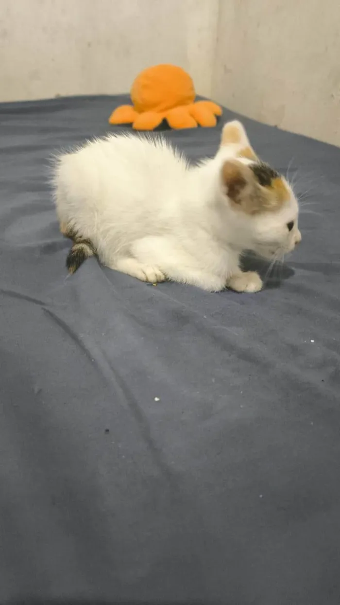 Gato ra a Siamês idade Abaixo de 2 meses nome Nebula 