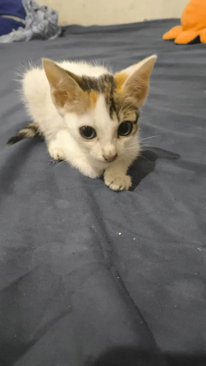 Gato ra a Siamês idade Abaixo de 2 meses nome Nebula 