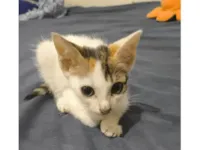 Gato raça Siamês idade Abaixo de 2 meses nome Nebula 