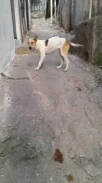 Cachorro ra a SRD-ViraLata idade 1 ano nome Bolinha 