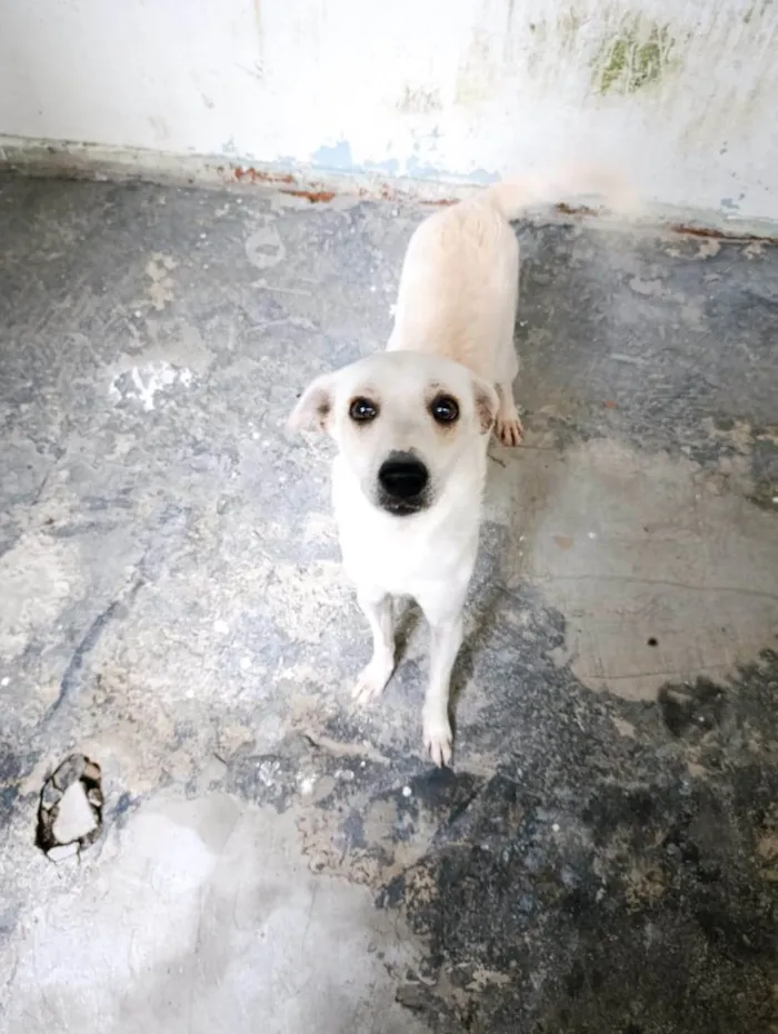 Cachorro ra a SRD-ViraLata idade 2 a 6 meses nome TOM