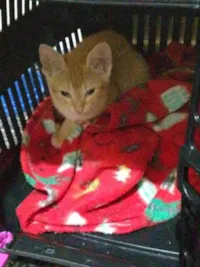 Gato raça SRD-ViraLata idade 2 a 6 meses nome Lina 