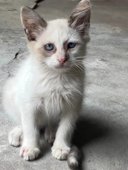 Gato ra a SRD-ViraLata idade 2 a 6 meses nome Theo