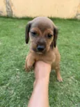 Cachorro ra a SRD-ViraLata idade 2 a 6 meses nome Cachorrinhos