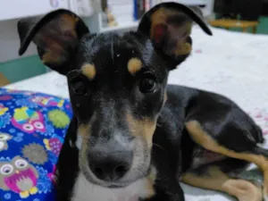Cachorro raça SRD-ViraLata idade 7 a 11 meses nome Zé 