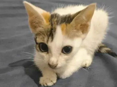 Gato raça Siamês idade Abaixo de 2 meses nome Nebula 