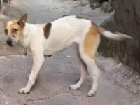 Cachorro raça SRD-ViraLata idade 1 ano nome Bolinha 