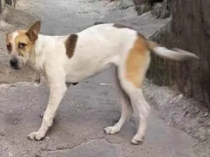 Cachorro raça SRD-ViraLata idade 1 ano nome Bolinha 