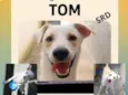 TOM