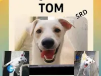 Cachorro raça SRD-ViraLata idade 2 a 6 meses nome TOM