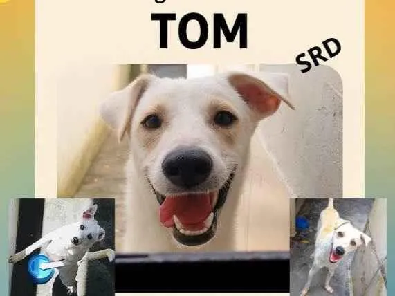 Cachorro raça SRD-ViraLata idade 2 a 6 meses nome TOM