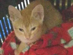 Gato raça SRD-ViraLata idade 2 a 6 meses nome Lina 