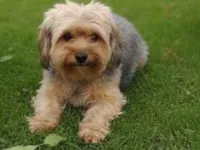 Cachorro raça Poodle idade 4 anos nome Bella 