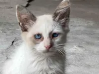 Gato ra a SRD-ViraLata idade 2 a 6 meses nome Theo