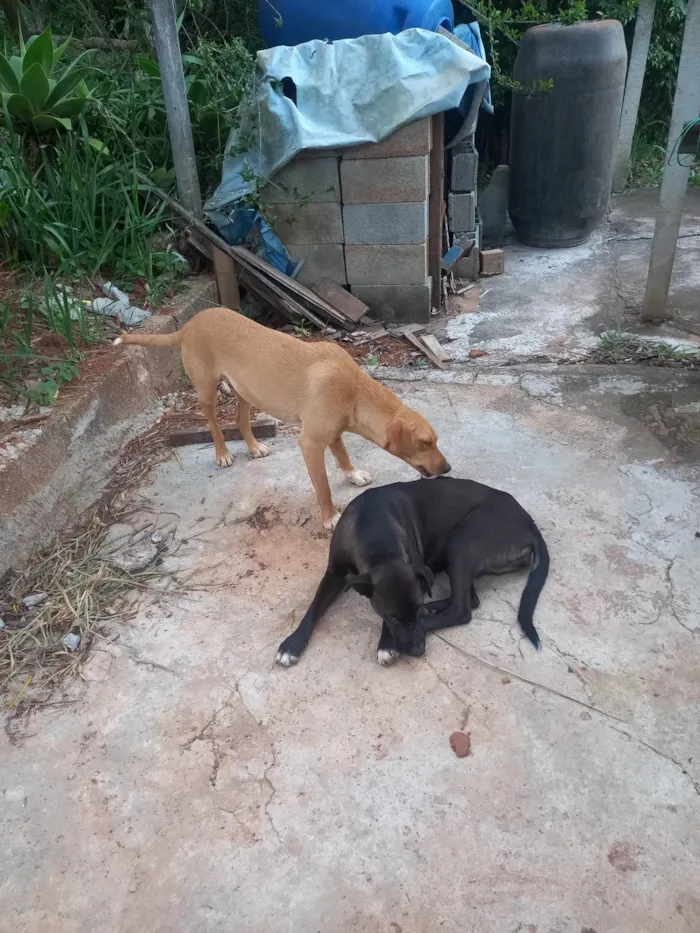 Cachorro ra a SRD-ViraLata idade 1 ano nome Sem nome