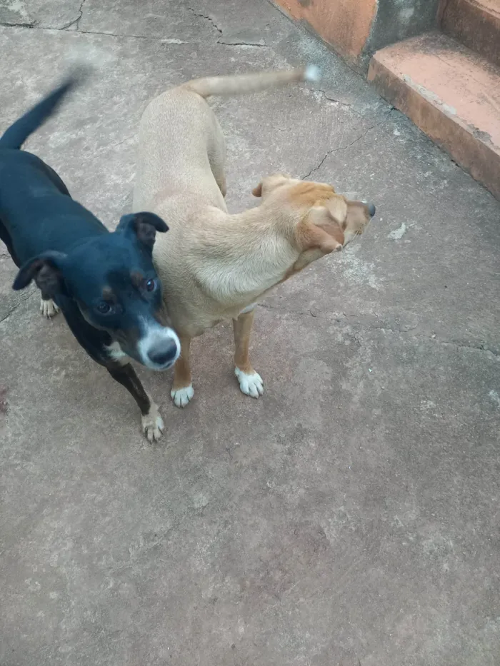 Cachorro ra a SRD-ViraLata idade 1 ano nome Sem nome