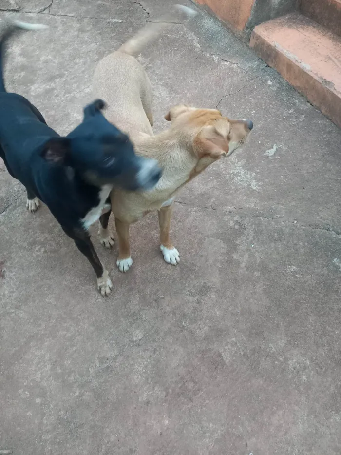 Cachorro ra a SRD-ViraLata idade 1 ano nome Sem nome