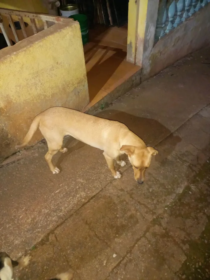 Cachorro ra a SRD-ViraLata idade 1 ano nome Sem nome