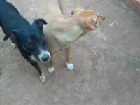Cachorro raça SRD-ViraLata idade 1 ano nome Sem nome