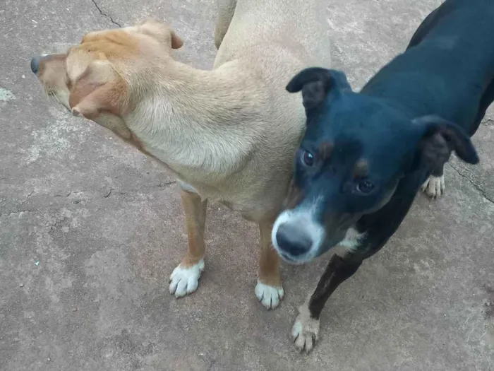 Cachorro ra a SRD-ViraLata idade 1 ano nome Sem nome