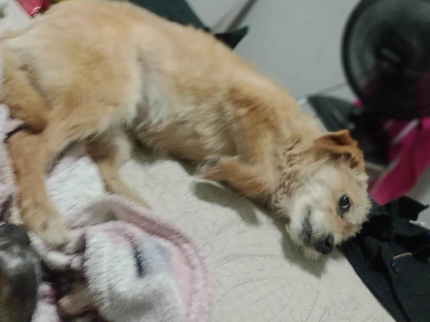 Cachorro ra a SRD-ViraLata idade 1 ano nome Bela
