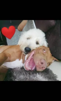 Cachorro ra a Pit-Bull idade 6 ou mais anos nome Zeus