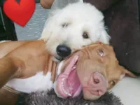 Cachorro ra a Pit-Bull idade 6 ou mais anos nome Zeus