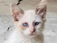 Gato raça SRD-ViraLata idade 2 a 6 meses nome Theo