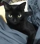 Gato ra a SRD-ViraLata idade 4 anos nome PRETTA