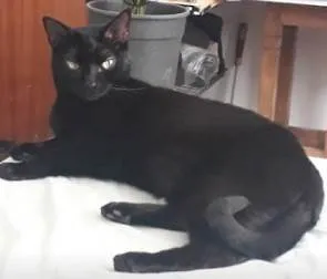 Gato ra a SRD-ViraLata idade 4 anos nome PRETTA