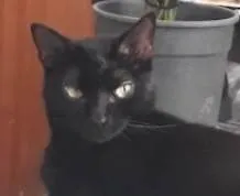 Gato ra a SRD-ViraLata idade 4 anos nome PRETTA