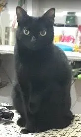 Gato ra a SRD-ViraLata idade 4 anos nome PRETTA