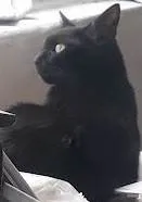 Gato ra a SRD-ViraLata idade 4 anos nome PRETTA