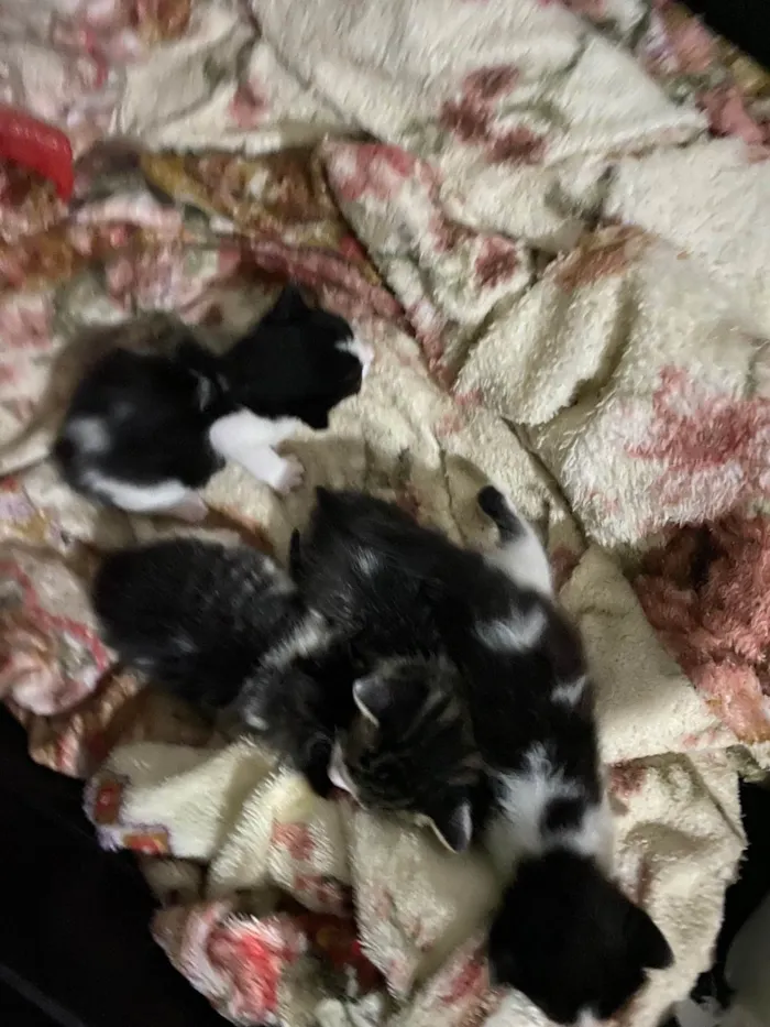 Gato ra a SRD-ViraLata idade 2 a 6 meses nome Xaninha 