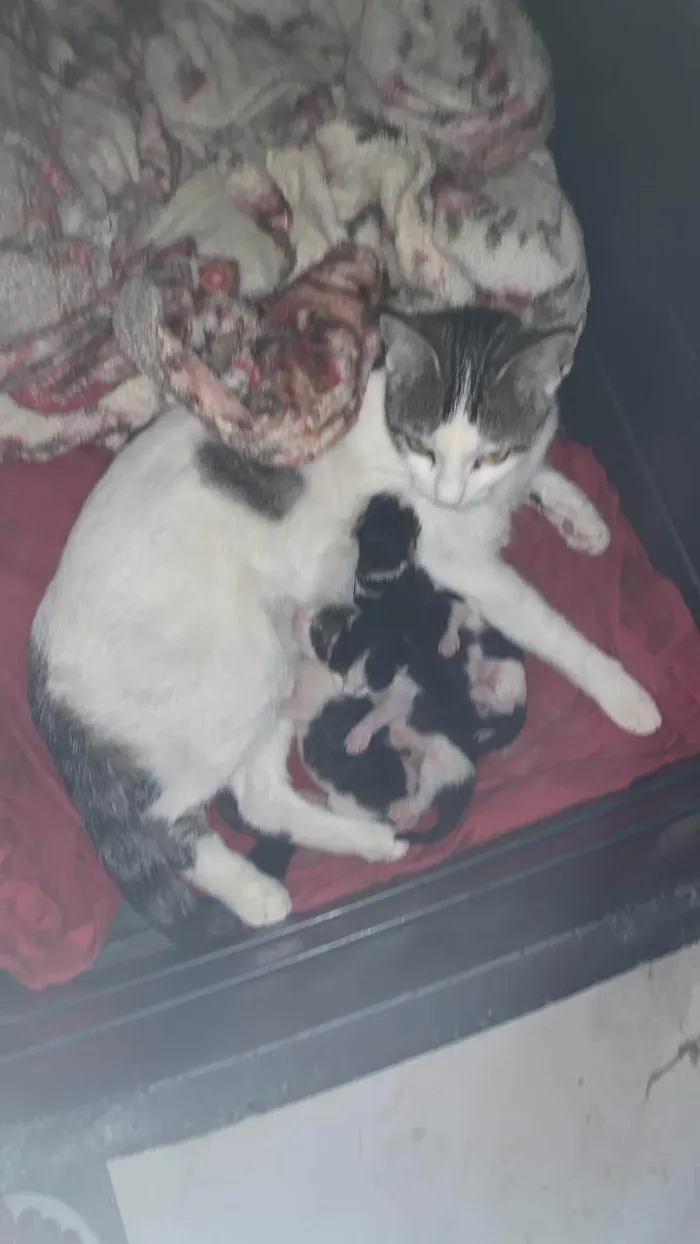 Gato ra a SRD-ViraLata idade 2 a 6 meses nome Xaninha 