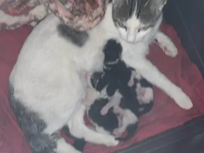 Gato ra a SRD-ViraLata idade 2 a 6 meses nome Xaninha 