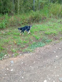Cachorro ra a SRD-ViraLata idade 2 anos nome Cachorros 