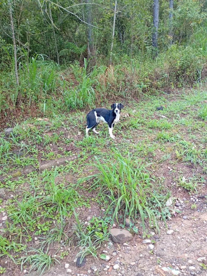 Cachorro ra a SRD-ViraLata idade 2 anos nome Cachorros 