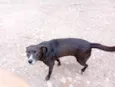 Cachorro ra a SRD-ViraLata idade 2 anos nome Cachorros 