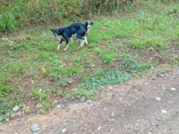 Cachorro ra a SRD-ViraLata idade 2 anos nome Cachorros 