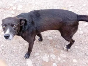 Cachorro raça SRD-ViraLata idade 2 anos nome Cachorros 