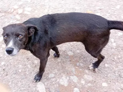 Cachorro raça SRD-ViraLata idade 2 anos nome Cachorros 