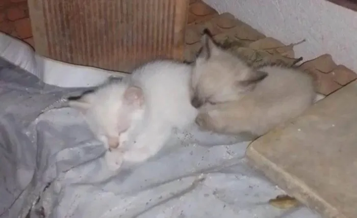 Gato ra a SRD-ViraLata idade Abaixo de 2 meses nome Estão sem nomes, são nenéns 