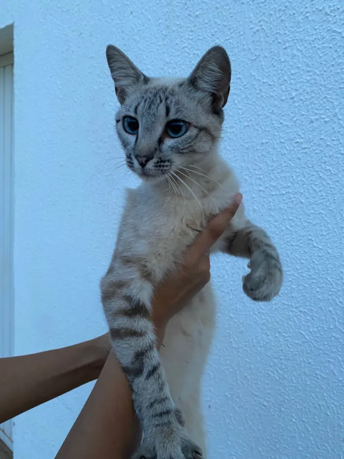 Gato ra a SRD-ViraLata idade 7 a 11 meses nome Branquinha