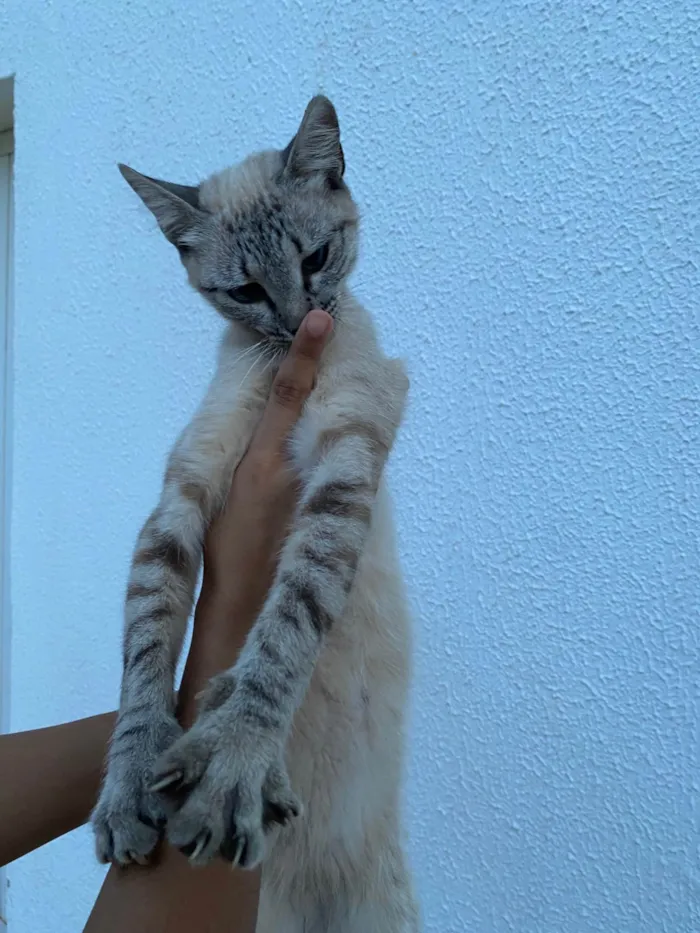 Gato ra a SRD-ViraLata idade 7 a 11 meses nome Branquinha