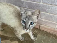 Gato raça SRD-ViraLata idade 7 a 11 meses nome Branquinha