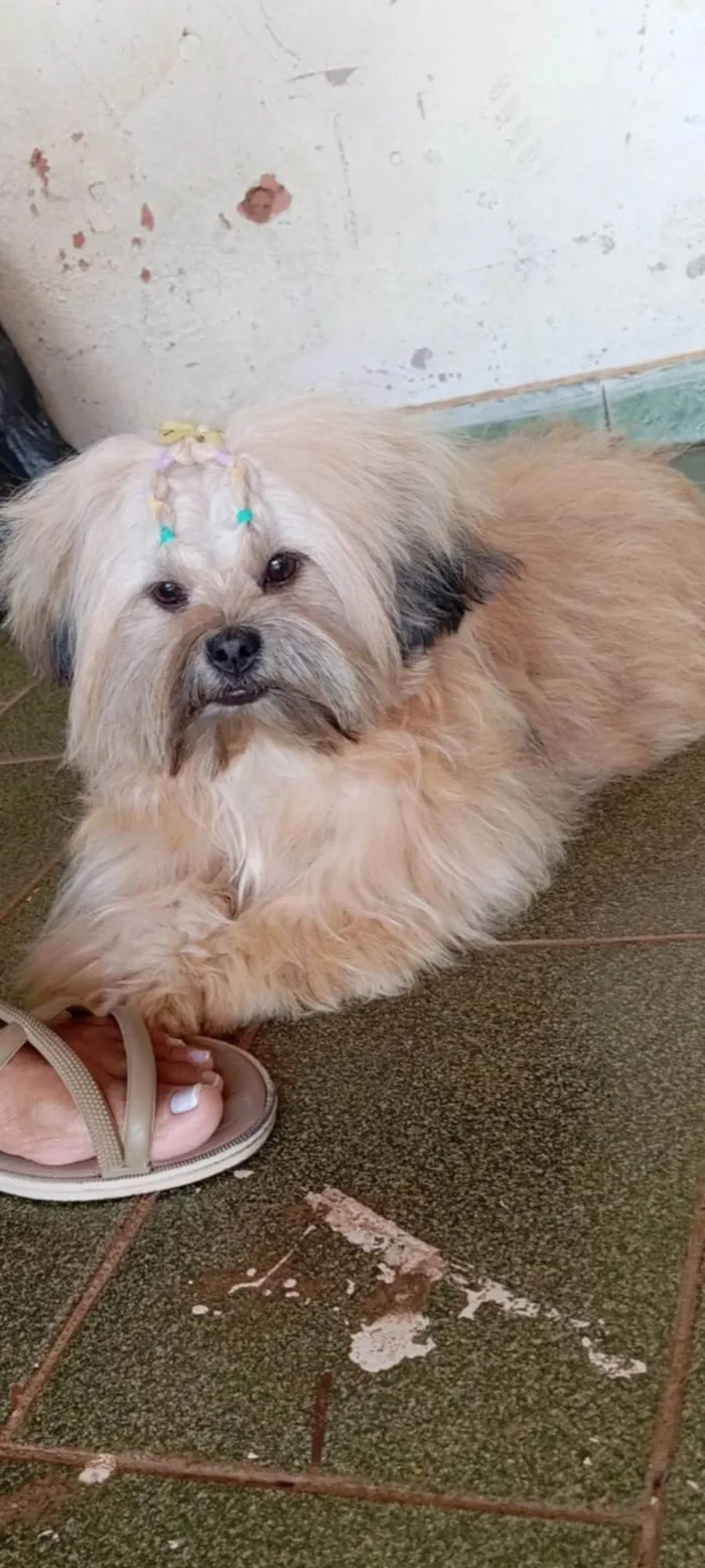 Cachorro ra a Shitzu idade 7 a 11 meses nome Zeus 