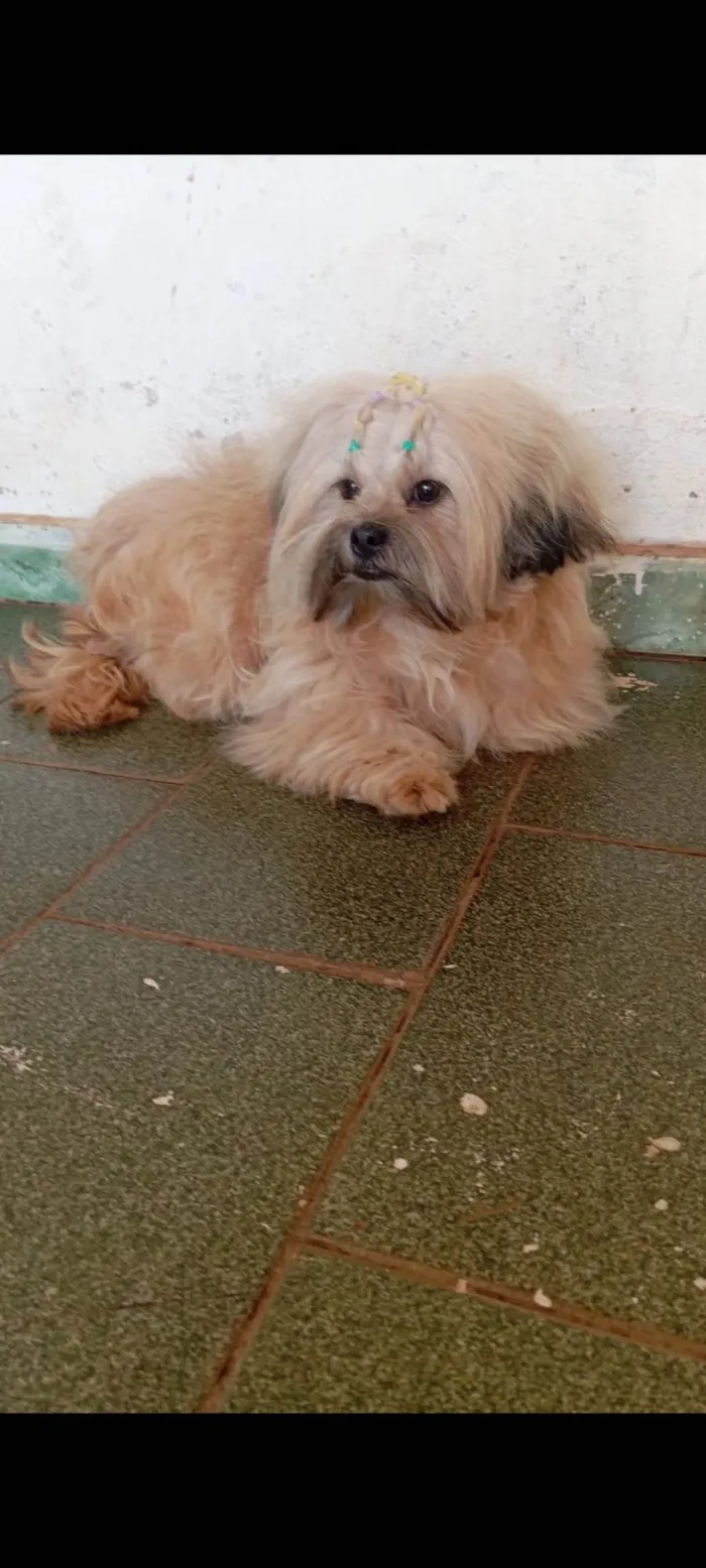Cachorro ra a Shitzu idade 7 a 11 meses nome Zeus 