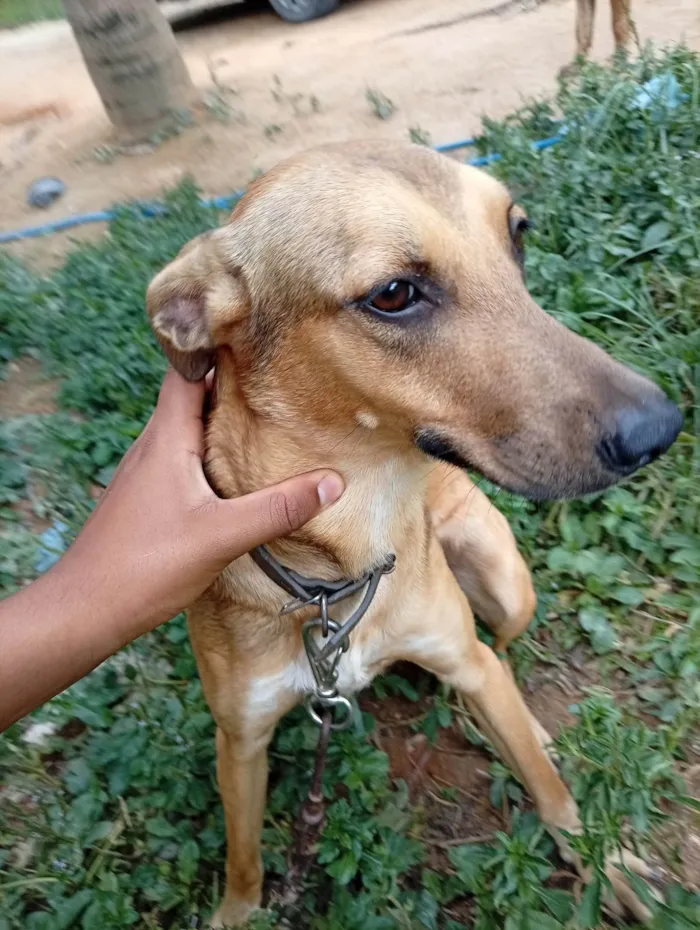 Cachorro ra a SRD-ViraLata idade 7 a 11 meses nome Hama